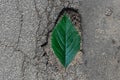 A pothole in the road. A hole in the ground with green leaves silhouette