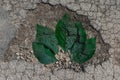 A pothole in the road. A hole in the ground with green leaves silhouette