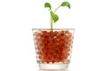 Pothos (Devil's Ivy) in Hydrogel Balls Royalty Free Stock Photo