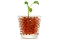 Pothos (Devil's Ivy) in Hydrogel Balls