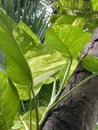 Pothos, Devil`s ivy plant growing on a palm tree