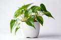 Pothos Epipremnum Aureum In A White Pot On A White Background. Generative AI