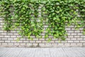 Pothos ivy on the wall