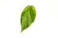 Pothos Leaf on White