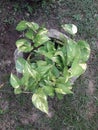 Pothos manjula plant