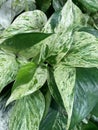 Pothos marble queen 2450 Royalty Free Stock Photo