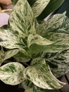 Pothos marble queen 2565 Royalty Free Stock Photo