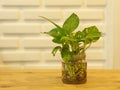 The Pothos with a Natural Light in the Morning Summer Day with W