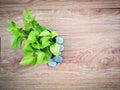 Pothos `Neon` or Epipremnum pinnatum on wooden table