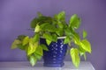 Pothos plant Royalty Free Stock Photo