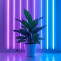 a pothos plnet in a blue pot under purpel Royalty Free Stock Photo
