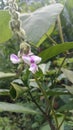 Pothos scandens: The Versatile Trailing Vine with Variegated Foliage