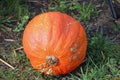 Potimarron Hubbard pumpkin squash Royalty Free Stock Photo