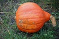 Potimarron Hubbard pumpkin squash Royalty Free Stock Photo