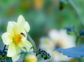 Photophone with a flower and a wasp