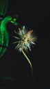 Poto of flowers on black background and green leaves