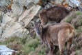 Potography of young female Siberian ibex in Himalayas