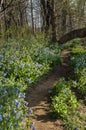 Potomac Heritage Trail Single Track Royalty Free Stock Photo