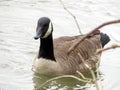 Potomac River canadian goose spring 2017