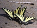 Potomac three Eastern Tiger Swallowtail April 2016