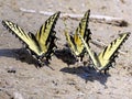 Potomac three Eastern Tiger Swallowtail 2016