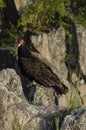 Potomac Turkey Buzzard Royalty Free Stock Photo