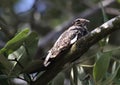 Potoo Bird in the Forest Royalty Free Stock Photo
