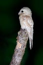 Potoo, Nyctibius griseus, nocturnal tropical bird sitting on the tree branch, night action scene, animal in the dark nature Royalty Free Stock Photo