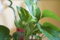 Potos, interior decoration plant. Young and green