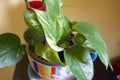 Potos, interior decoration plant. Young and green