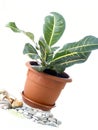 Potplant Royalty Free Stock Photo