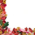 Potpourri frame Royalty Free Stock Photo