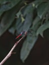 the asiatic blood tail dragonfly