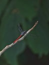 the asiatic blood tail dragonfly