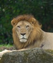 Potrait of Asiatic Lion looking staight into the camera