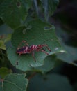 an assasin bug on green leaf