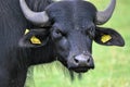 Potrait of aurochs on pasture in Poland