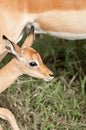 Potrait of a baby impala