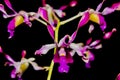 Potrait beautiful purple moth orchids flower with black background. Royalty Free Stock Photo