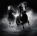Potrait of black horse running on the water with splashes Royalty Free Stock Photo