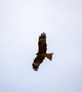 potrait of black kite eagle Royalty Free Stock Photo