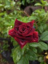 The portrait of black-red rose Royalty Free Stock Photo