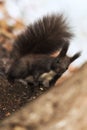 Potrait of a black squirel