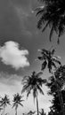 Potrait Black and White Coconut Trees