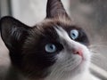 Potrait of cat breed snowshoe, closeup Royalty Free Stock Photo