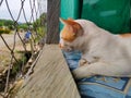 Potrait cat relaxing Royalty Free Stock Photo