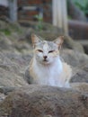 Potrait of cat sitting on the rock Royalty Free Stock Photo