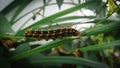 A potrait of a caterpillar Royalty Free Stock Photo