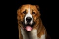 Potrait of Central Asian Shepherd Dog or Alabai on Black Background