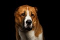 Potrait of Central Asian Shepherd Dog or Alabai on Black Background